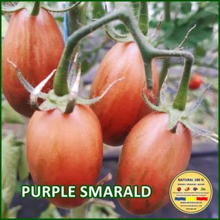 Seminte de rosii Purple Smarald