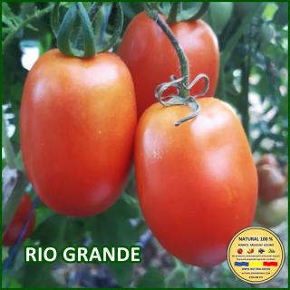 Seminte de rosii Rio Grande