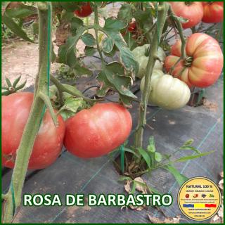 Seminte de rosii Rosa de Barbastro
