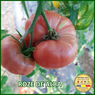 Seminte de rosii Roze de Alba