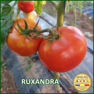 Seminte de rosii Ruxandra