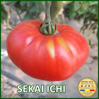 Seminte de rosii Sekai Ichi