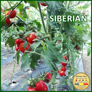 Seminte de rosii Siberian