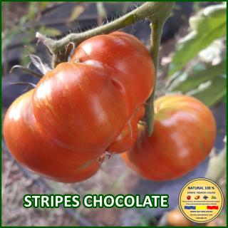 Seminte de rosii Stripes Chocolate