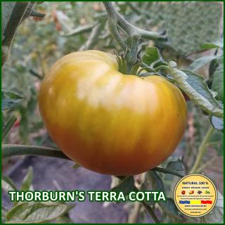 Seminte de rosii Thorburn S Terra Cotta