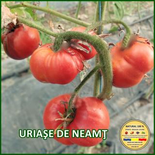 Seminte de rosii Uriase de Neamt