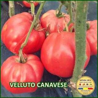 Seminte de rosii Velluto Canavese