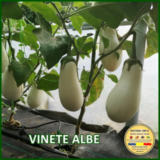 Seminte de vinete Albe