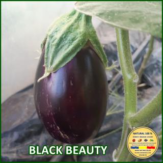 Seminte de vinete Black Beauty