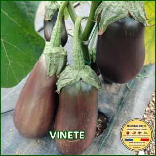 Seminte de vinete