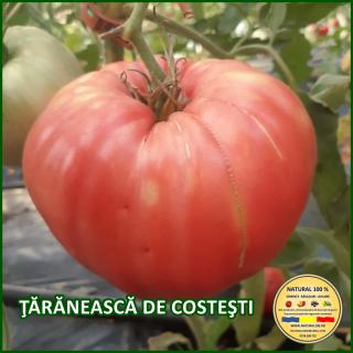 TARANEASCA DE COSTEsTI