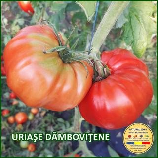 URIAsE DAMBOVITENE