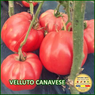 VELLUTO CANAVESE