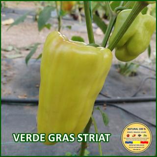 VERDE GRAS STRIAT