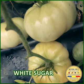 WHITE SUGAR