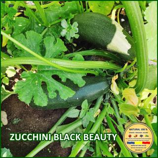 ZUCCHINI BLACK BEAUTY