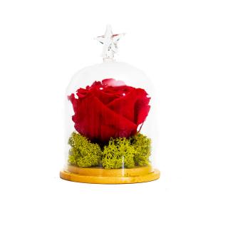 Aranjament Trandafir Criogenat Rosu In Cupola