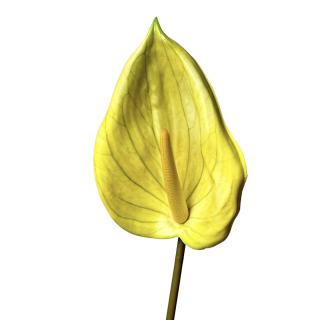 Anthurium artificial - 85 cm