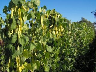 Meraviglia di Venezia - 100 grame, seminte de fasole urcatoare galbena lata, soi timpuriu, productiv