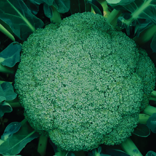 Seminte de broccoli Agapia F1 - 1000 seminte