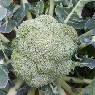 Seminte de broccoli  Belstar F1 - 2500 seminte