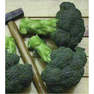 Seminte de broccoli IRONMAN F1 -1000 seminte