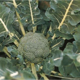 Seminte de broccoli Lucky F1 - 2500 seminte