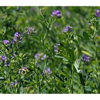 Seminte de lucerna Dobrogea C1 - 10 kg Fito Start