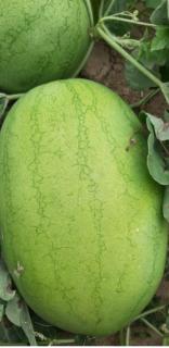 Seminte de pepene verde Ghalina F1 (1000 seminte)