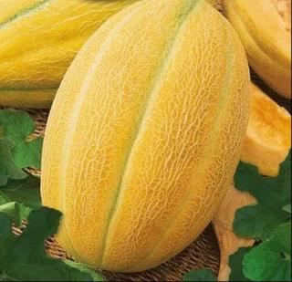 Seminte de pepeni galbeni bulgaresti HYBRID 1 F1- 50 grame ( 1200 seminte )