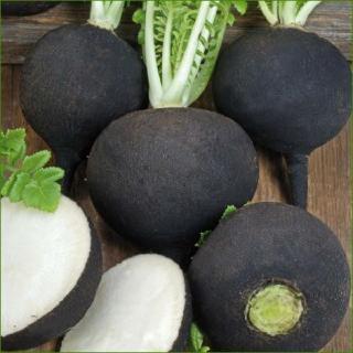 Seminte de Ridichi Negre Noir Gros Rond d Hiver - 500 grame