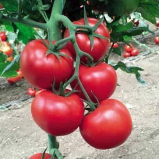 Seminte de tomate 142-231 F1, nedeterminate