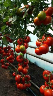 Seminte de tomate Alamina F1