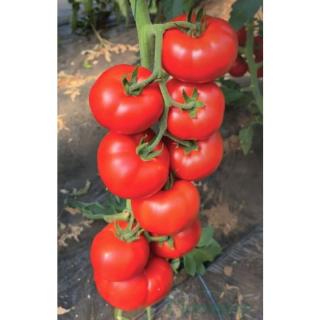 Seminte de tomate ALDEMIR F1 - 500 seminte