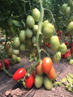 Seminte de tomate Bacalar F1, tip prunisoara (500 seminte)