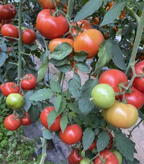 SEMINTE DE TOMATE BB2F1 (SVTH 3438 F1) - 500 seminte