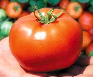 Seminte de tomate Bobcat F1 (1000 seminte)