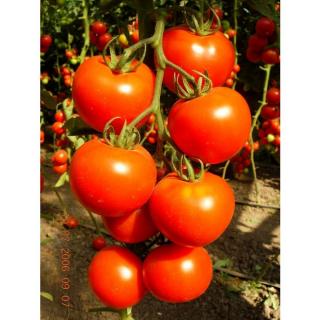 Seminte de tomate  Brillante F1, nedeterminate (500 seminte)