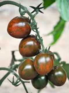 Seminte de tomate Brown cherry (SAMBALINO) F1 172-857, nedeterminate - 100 seminte