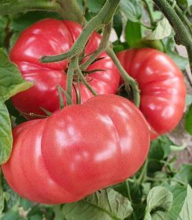 Seminte de tomate BUFFALOPINK , 250 seminte