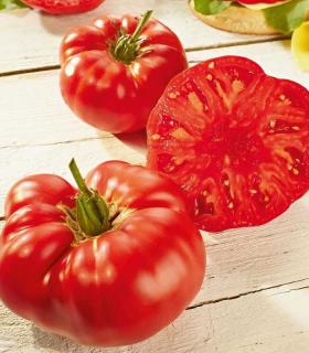 Seminte de tomate BUFFALOSTEAK F1 (Marmande) - 250 seminte