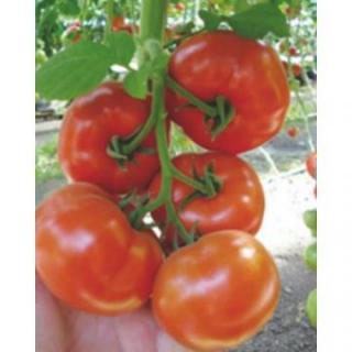 Seminte de tomate Buran F1 (500 seminte)