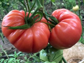 Seminte de tomate Cassarosa F1, nedeterminate - 1000 seminte