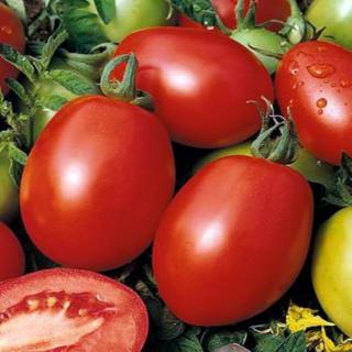 Seminte de tomate CHELSE F1(ex VELOZ)- 1000 SEMINTE