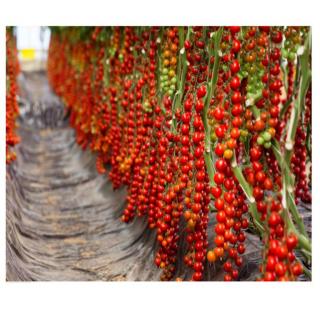 Seminte de tomate cherry Paskualeto F1 - 500 seminte