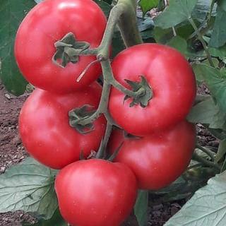 Seminte de tomate cu crestere nedeterminata Manistella F1 - 500 sem
