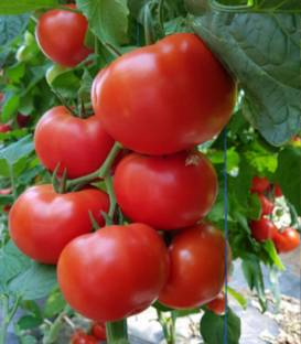 Seminte de tomate Dinakor F1 (500 seminte)