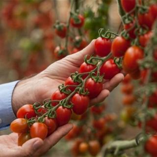 Seminte de tomate DOLCETINI F1(GSPP) - 1000 seminte