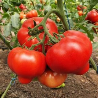 Seminte de tomate Dominet F1, 500 seminte