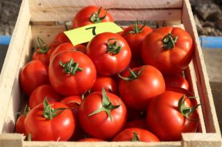 SEMINTE DE TOMATE ELPIDA F1, 500 SEMINTE